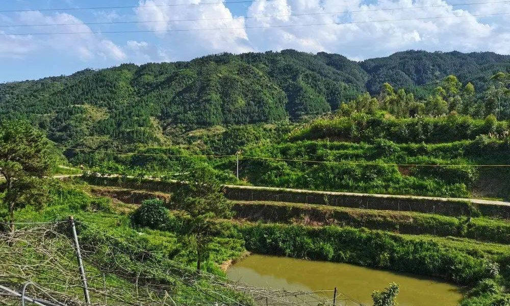 南安诗山许家山生态农场智慧百香果园